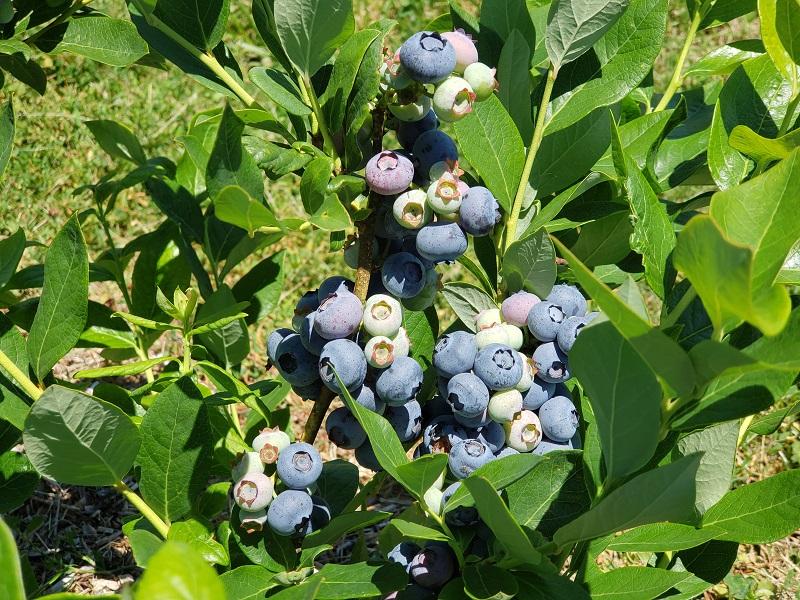 blueberries